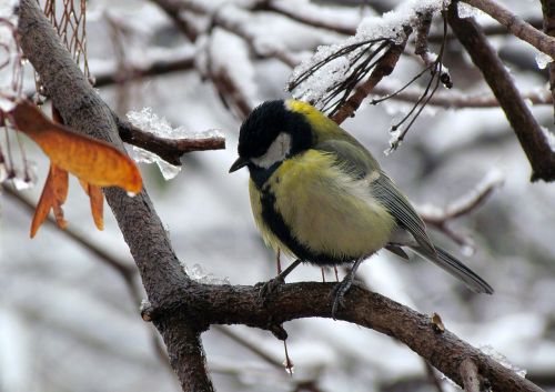 nature winter bird