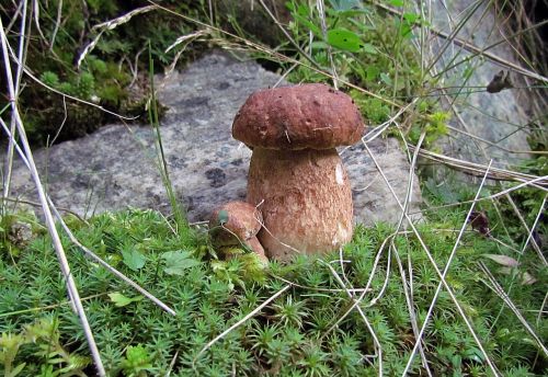 nature plants wild mushrooms