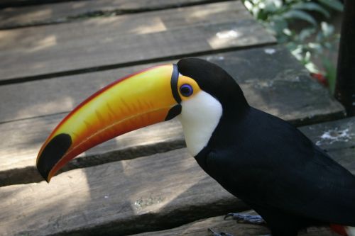 tucan birds nature