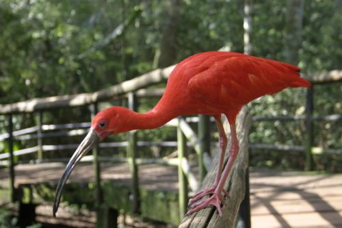 ibis pink birds