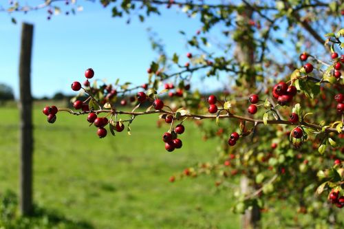 heather valley nature