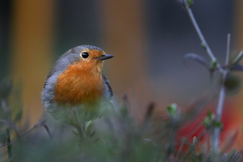 nature robin songbirds