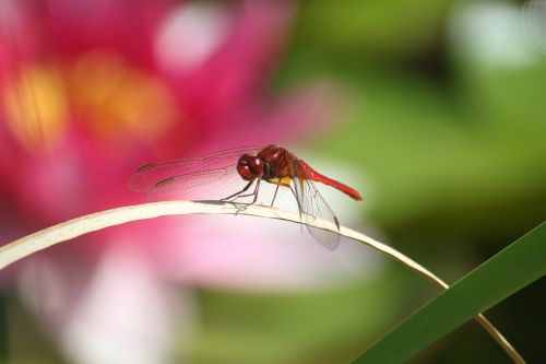 nature insect dragonfly