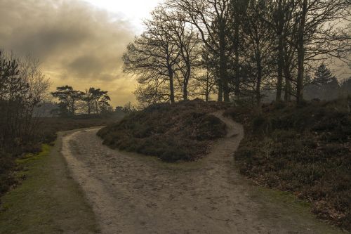 nature forest walking path