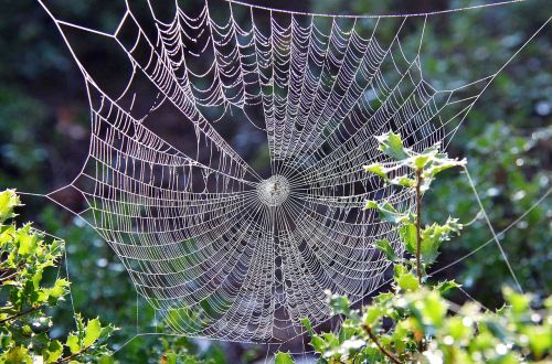 nature spider web dew