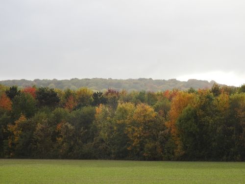 nature trees landscape