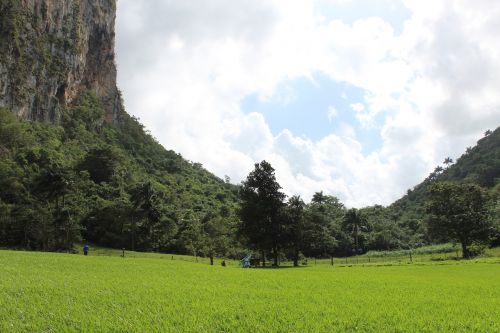 nature green landscape