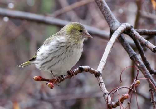 nature birds eurasian siskin