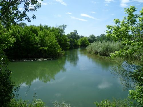 nature forest water