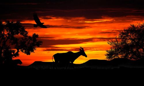 nature sunset gazelle
