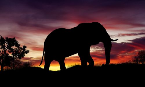 nature sunset elephant