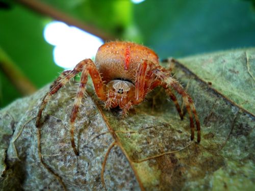 insecta summer nature