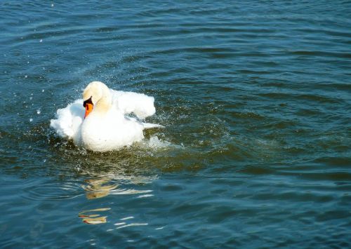 nature swan swans