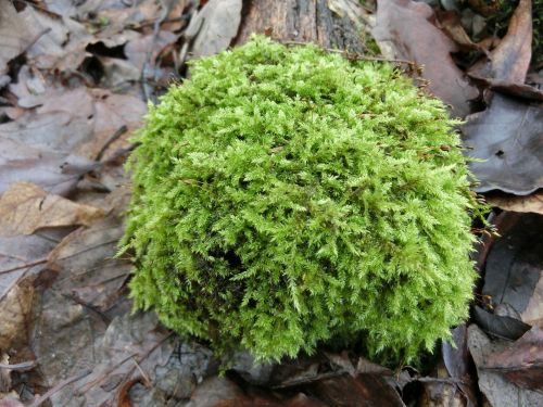 nature forest moss