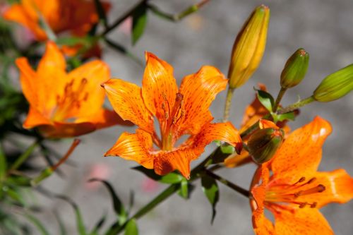 lily nature flora