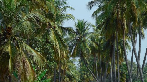 nature landscape coconut