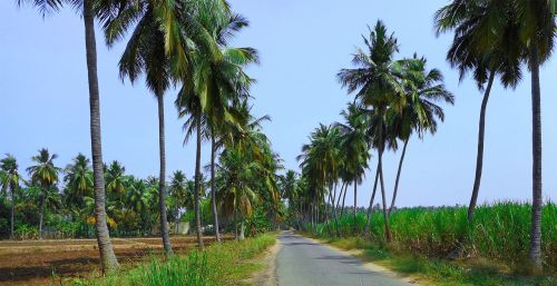 nature landscape coconut