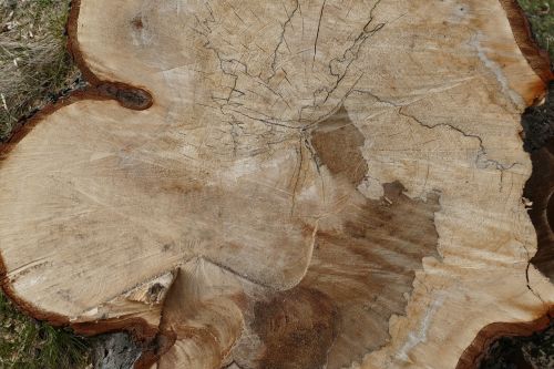 nature log annual rings