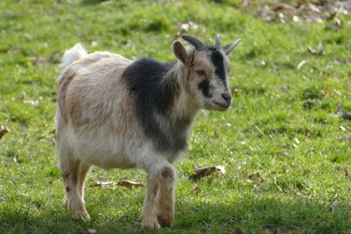 nature animals goat