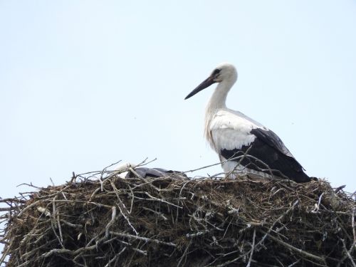 nature bird stork