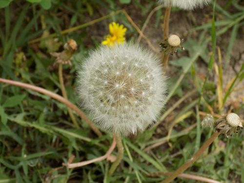 dandelion nature closeup