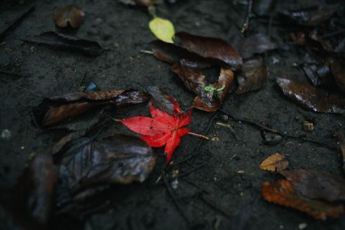 nature red leaf