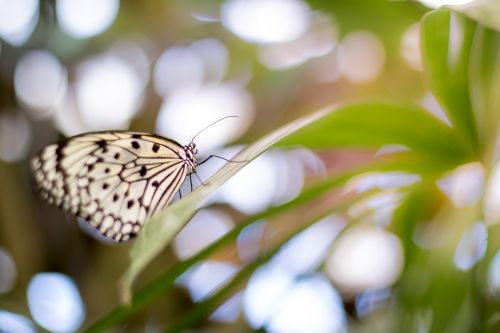 nature animal insect