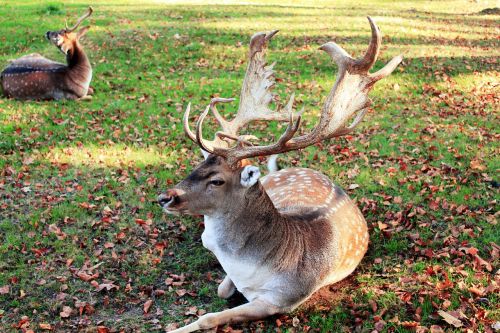 nature animal deer