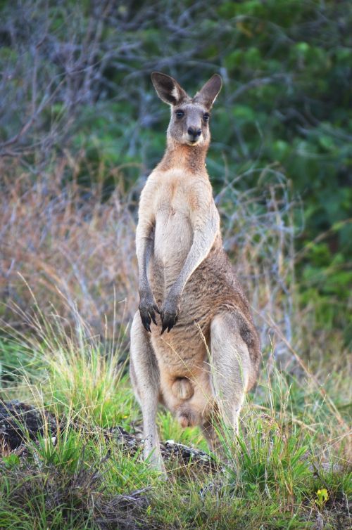 nature australia wildlife
