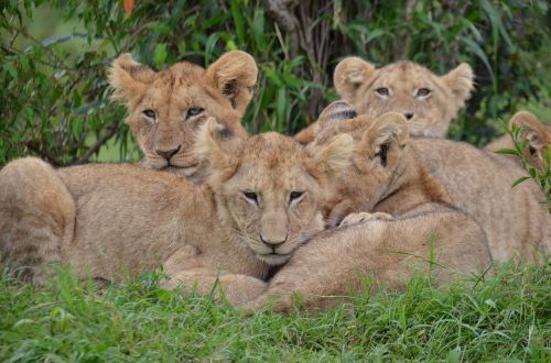 nature africa wildlife