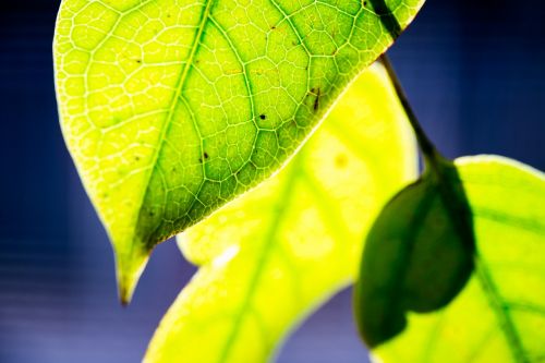 nature sun leaf