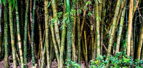 nature forest bamboo