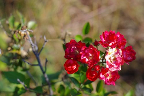 nature flowers bokeh