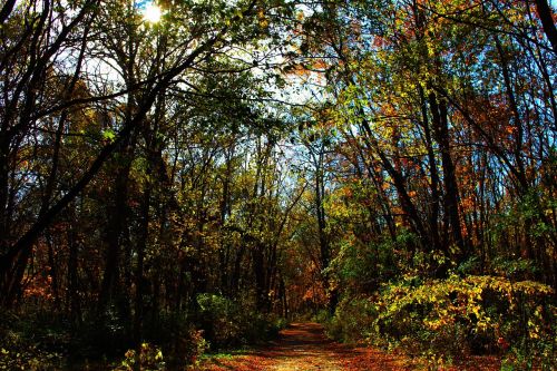 nature forest trees