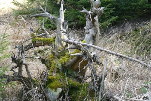 nature forest tree stump