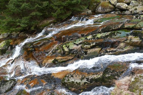 nature forest creek