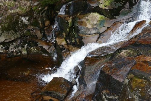 nature forest creek