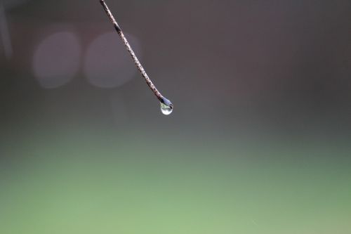 nature drop of water rain