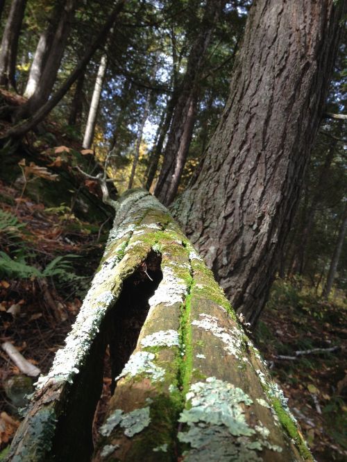 nature trunk cedar