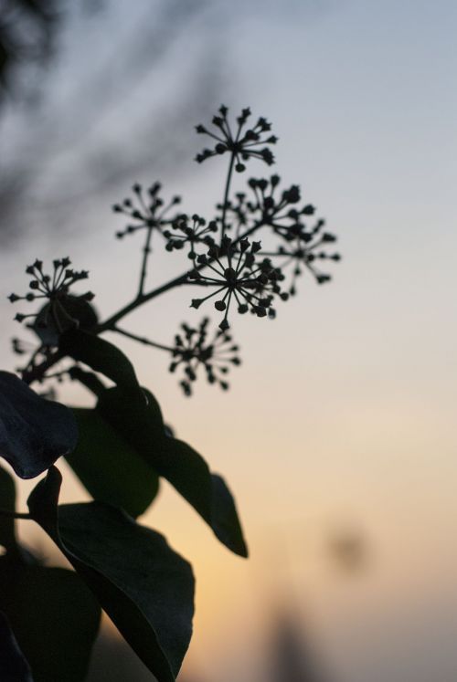 nature plant sky