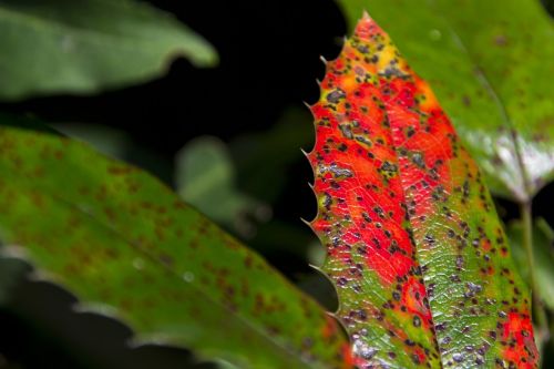 nature leaf summer