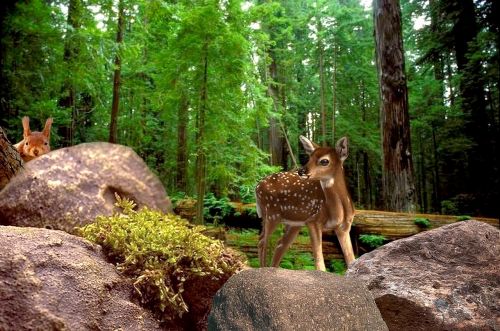 nature forest animals