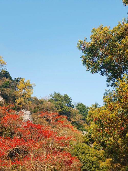 nature forest sky