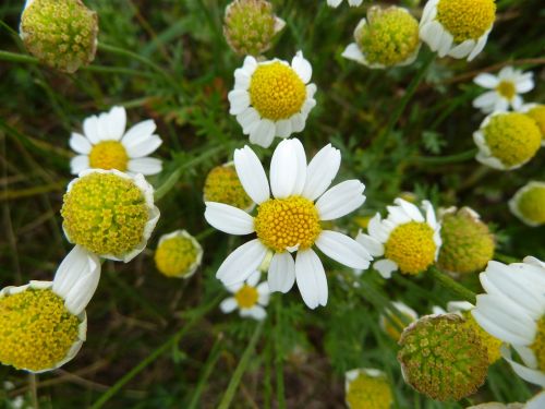 nature flower blossom