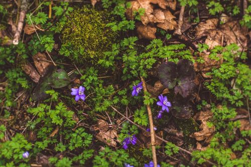 nature wood forrest