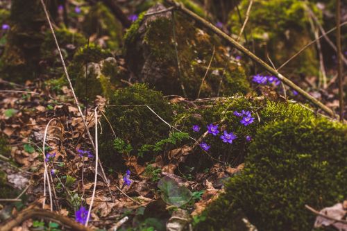 nature wood forrest