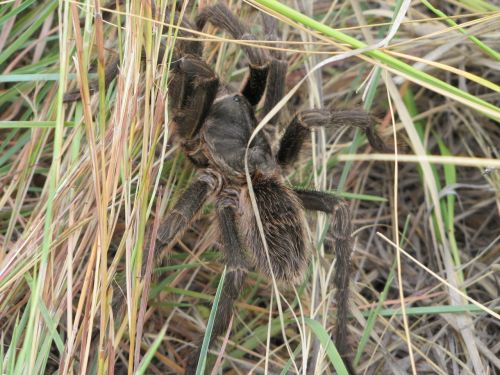 nature spider animal