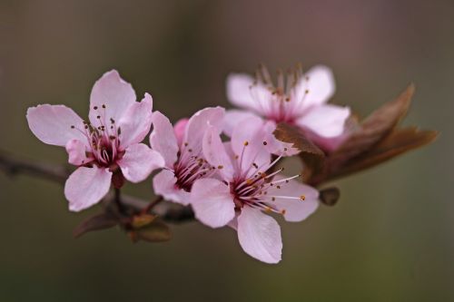 nature blossom spring