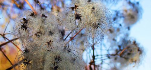 nature blue stone lake plant