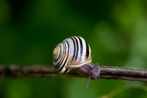 nature animal snail